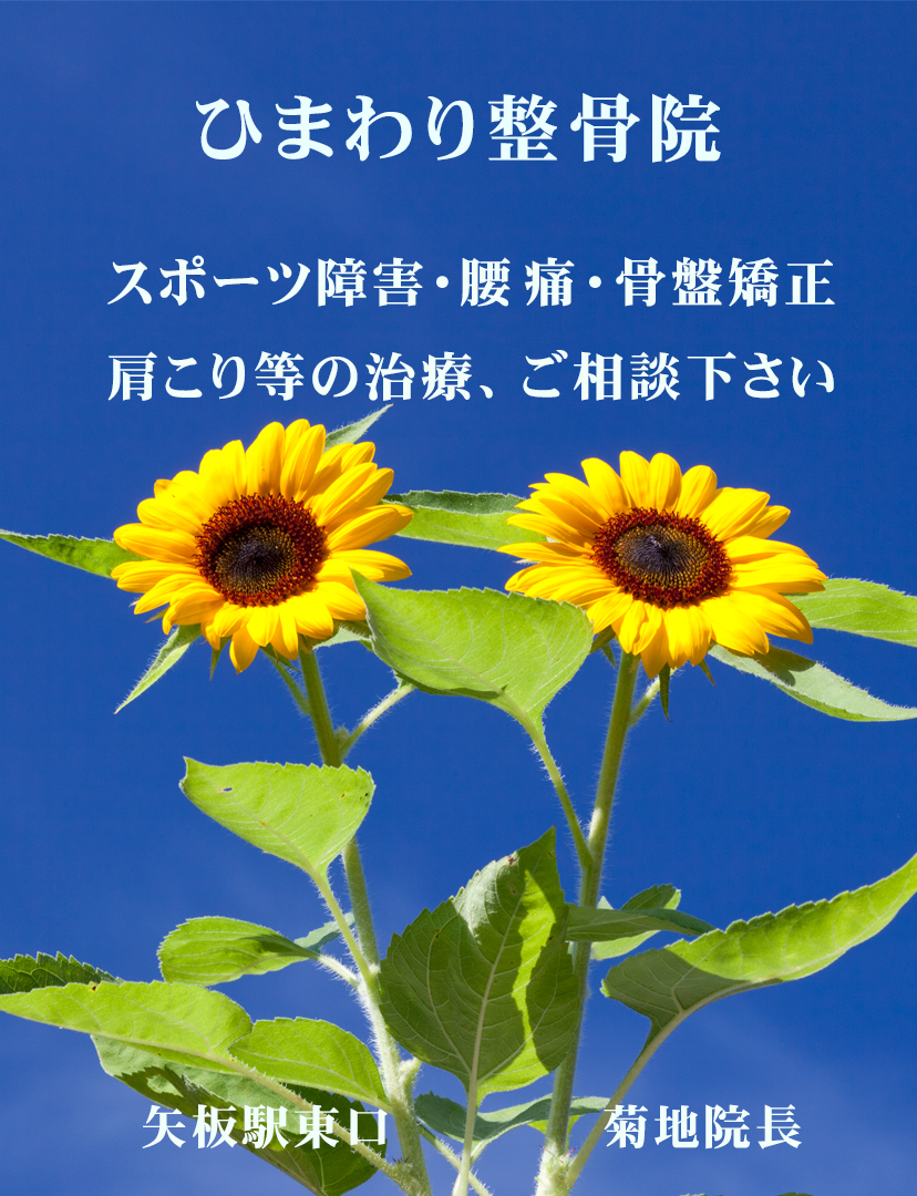 ひまわり整骨院/菊地智彦院長 ひまわり整骨院/菊地智彦院長